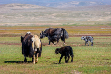 Female yak with its baby in the pasture