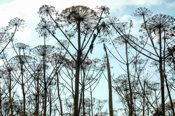 field dried Hogweed