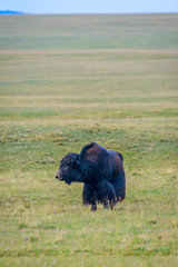 Black male yak in the meadow