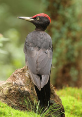 Beautiful Black Woodpecker