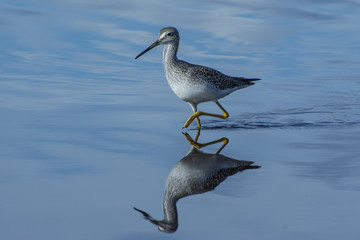 Greater Yellowlegs 2