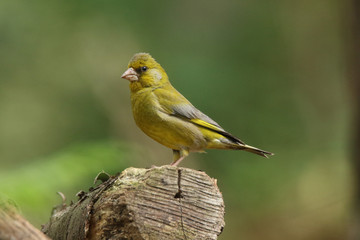 Beautiful greenfinch