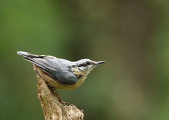 Nuthatch on a branch