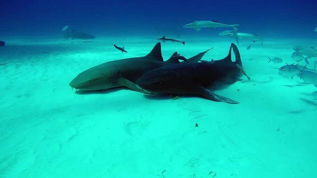 Bull Shark with divers underwater on sand of Tiger Beach Bahamas. Swimming with a dangerous predator Carcharhinus leucas in Atlantic Ocean.
