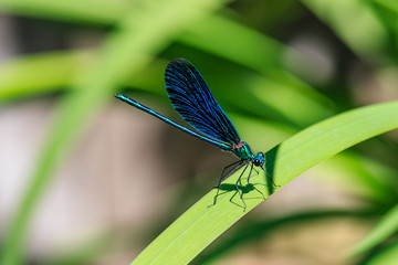 Prachtlibelle