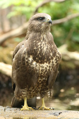 Beautiful buzzard close-up