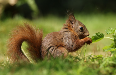 Little squirrel in the grass