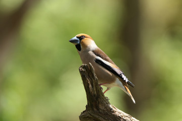 The Hawfinch