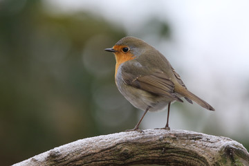 Red Robin