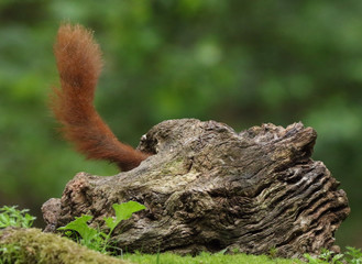 Eurasian red squirrel