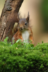 Eurasian red squirrel
