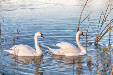two white swans
