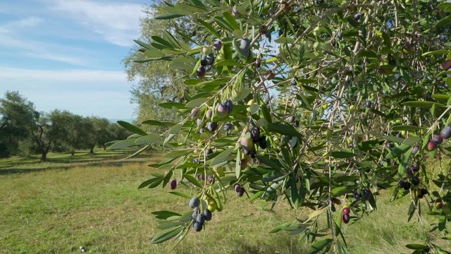 15136_Closer_look_of_the_purple_fruits_of_olive_groves.mov