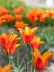 Red tulip in a flower garden