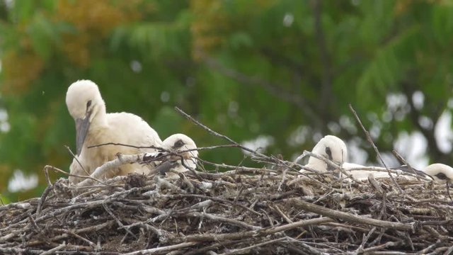 White stork babies (Ciconia ciconia) in the nest