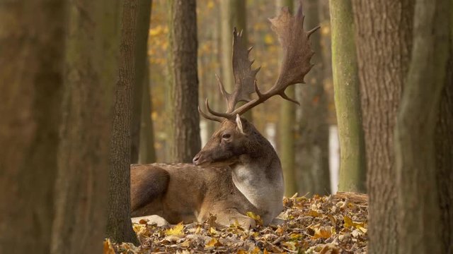Fallow deer 