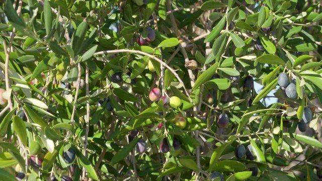 15138_The_green_leaves_of_the_olive_grove.mov