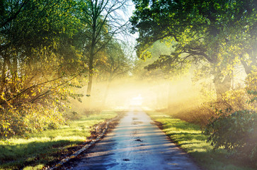 Fototapeta na wymiar Waldweg im Morgennebel bei aufgehender Sonne im Herbst