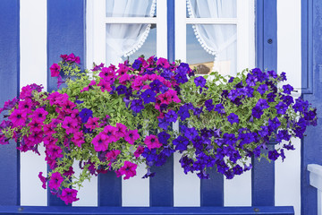 Fototapeta na wymiar Window with colorful flower