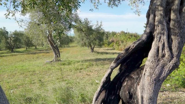 15147_The_burnt_trunk_of_the_olive_tree.mov