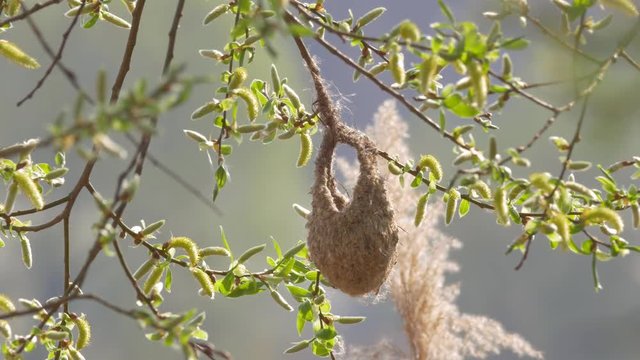 Eurasian penduline tit (Remiz pendulinus) building nest