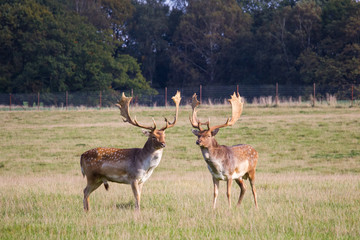 deer in Dyrehave forest north of Copenhagen