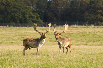deer in Dyrehave forest north of Copenhagen