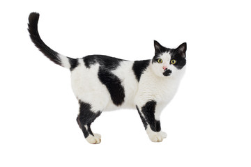 Beautiful black and white cat isolated on a white
