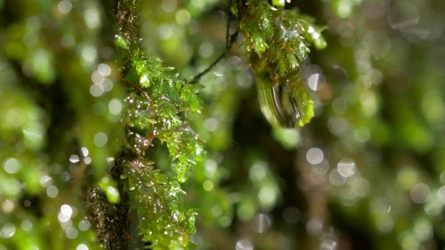 Water drops through forest moss