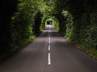 Green tunnel in an irish road