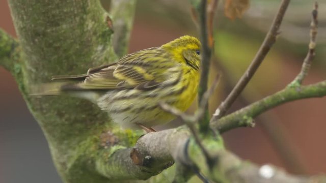 European serin (Serinus serinus)