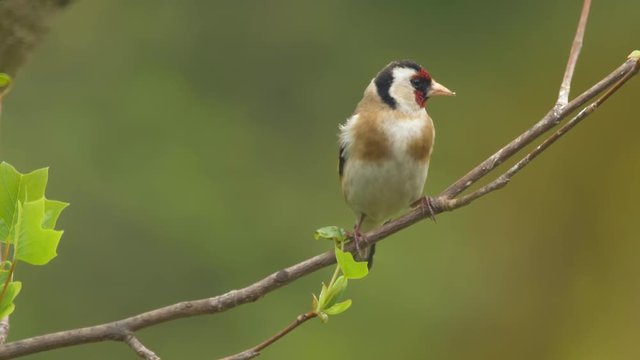 European goldfinch (Carduelis carduelis)