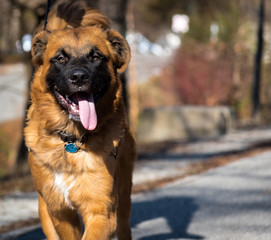 Big Dog with Tongue Out 