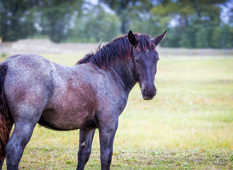 Foal of Norician breed walks in the field