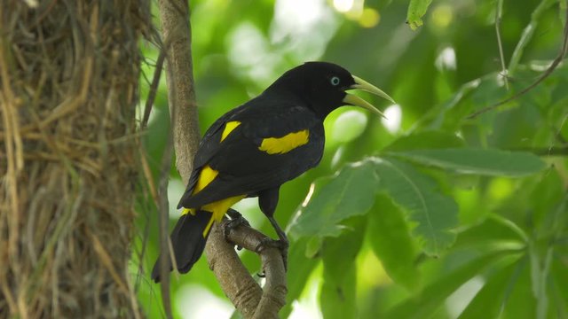 Yellow-rumped cacique (Cacicus cela)