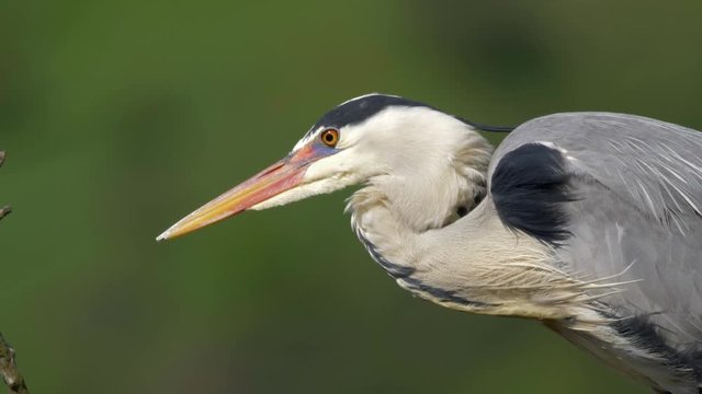 Grey heron (Ardea cinerea) detail in wind