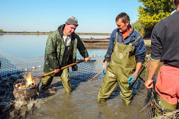 Fish Harvest - Fisherman Retrieves Fishes With Landing Net