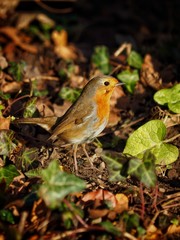 Robin 