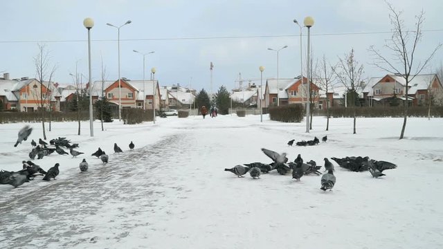Flock of pigeons eating switchgrass in the urban park in cold winter outdoors