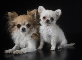 adult and puppy chihuahua in studio