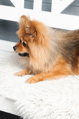 The vertical view of pomeranian spitz is laying on the white plaid with in red stripes present. Concept of preparation to the NEw Year or Christams