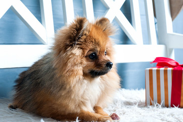 Pomeranian spitz is laying on the white plaid with in red stripes present. Concept of preparation...
