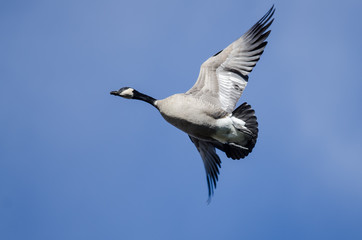 Lone Canada Goose Flying in a Blue Sky