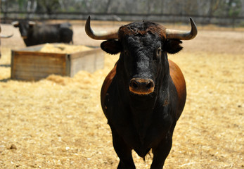 toro