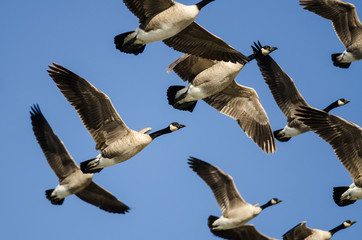 Flock of Canada Geese Flying in a Blue Sky