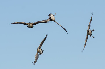 Fototapeta na wymiar Canada Goose Flying Upside Down as The Flock Prepares to Land