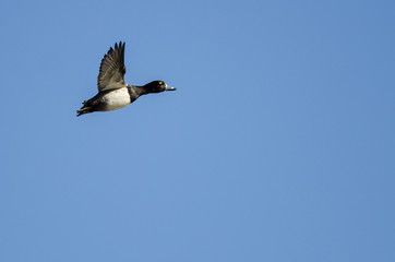 Obraz premium Ring-Necked Duck Flying in a Blue Sky