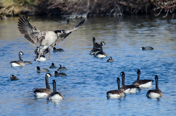 Canada Goose Landing Among Friends on the Still Blue Pond Water