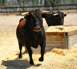 toro