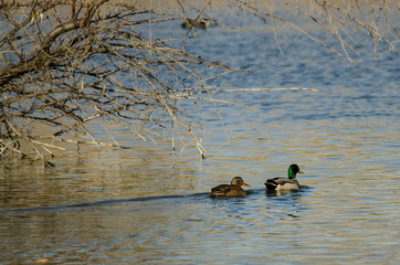 Mallard Ducks Swimming in the Autumn Pond